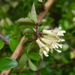 Boxleaf Honeysuckle - Photo (c) Dave Holland, some rights reserved (CC BY-NC), uploaded by Dave Holland