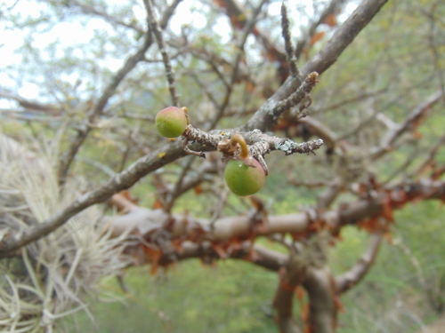 Bursera medranoana Rzed. & E.Ortíz
