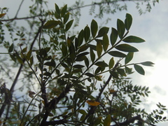 Bursera medranoana