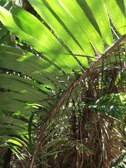 Astrocaryum mexicanum