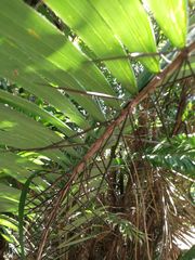 Astrocaryum mexicanum