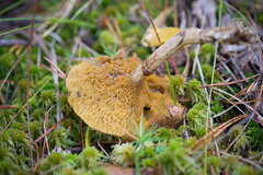 Suillus flavidus