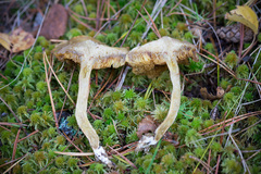 Suillus flavidus