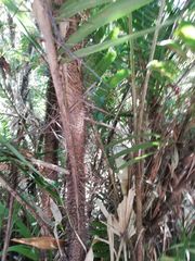 Astrocaryum mexicanum