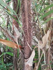 Astrocaryum mexicanum