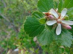 Pterostemon mexicanus
