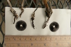 Psathyrella microrhiza