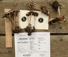 Psathyrella microrhiza