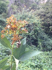 Sinclairia glabra glabra