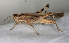 Aiolopus thalassinus dubius