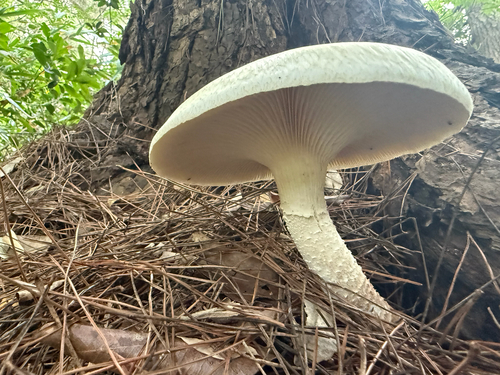 Neolentinus lepideus