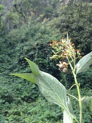 Sinclairia glabra glabra