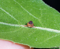 Callirhytis serricornis