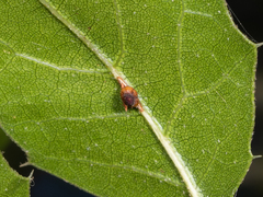 Callirhytis serricornis