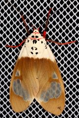 Amerila crokeri