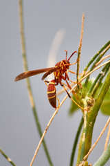 Polistes arizonensis