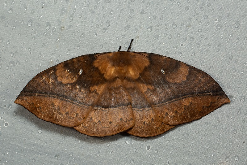 Sphingognatha muluana