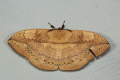 Sphingognatha asclepiades