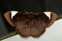Melanothrix nymphaliaria