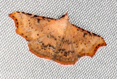 Corgatha dipyra