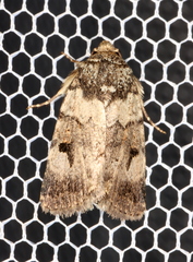 Thoracolopha flexirena