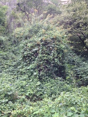 Sinclairia glabra glabra