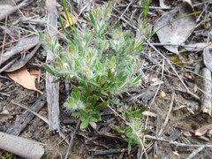 Xanthosia huegelii