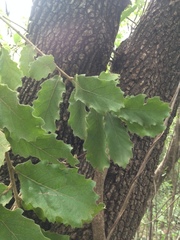 Quercus chihuahuensis