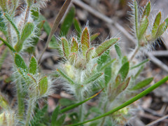 Xanthosia huegelii