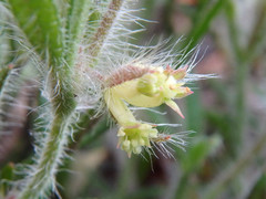 Xanthosia huegelii