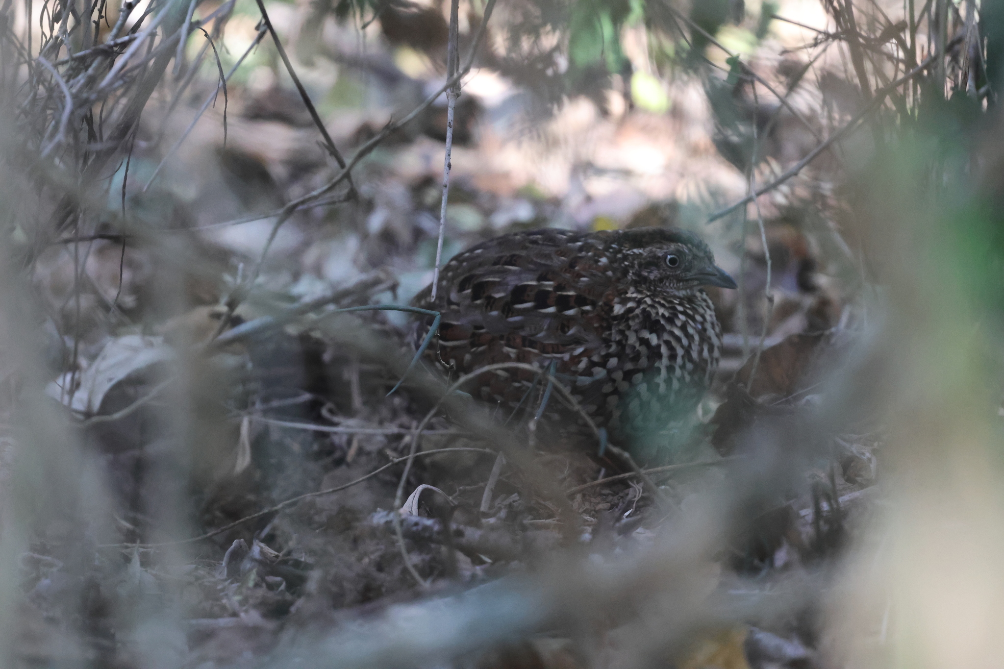 Black-breasted Buttonquail (Turnix melanogaster), photo 10