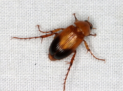 Phyllotocus macleayi