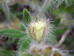 Xanthosia huegelii