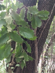 Quercus chihuahuensis