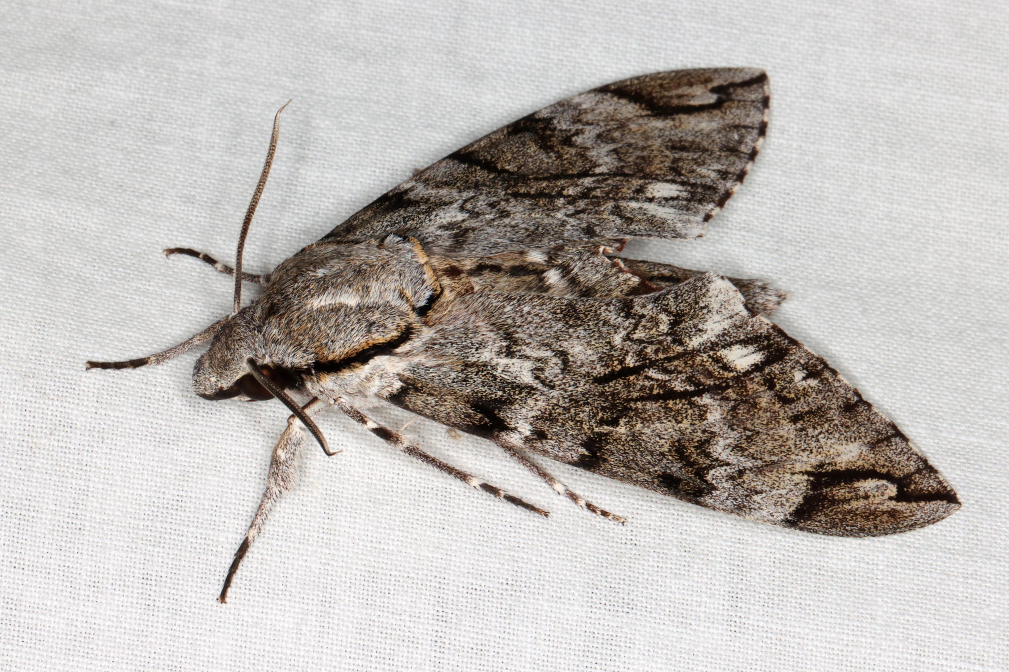 Privet hawk-moth: profile & identification - Plantura