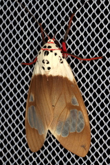 Amerila crokeri