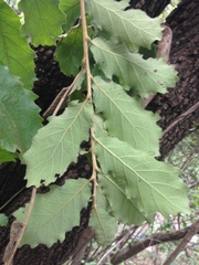 Quercus chihuahuensis
