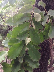 Quercus chihuahuensis