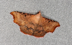 Corgatha dipyra