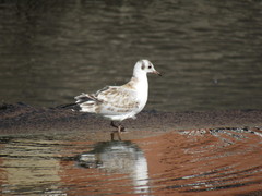 Chroicocephalus ridibundus