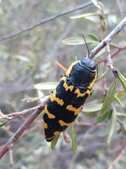 Cyrioides imperialis
