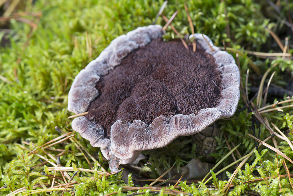Mealy Tooth