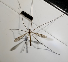 Austrolimnophila argus