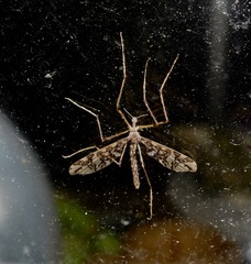 Mischoderus annuliferus