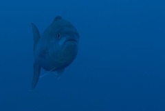 Carangoides