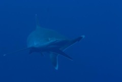 Carcharhinus albimarginatus