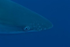 Carcharhinus albimarginatus