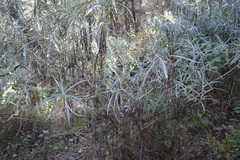 Senecio cinerarioides