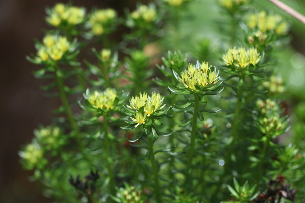 Green Roseroot