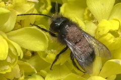 Chaetodactylus krombeini